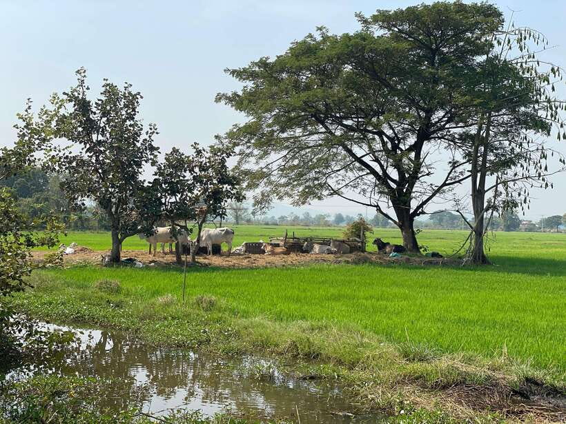 Battambang: Bamboo Train, Bat Cave and Killing Cave Tour - Key things you’ll notice right away