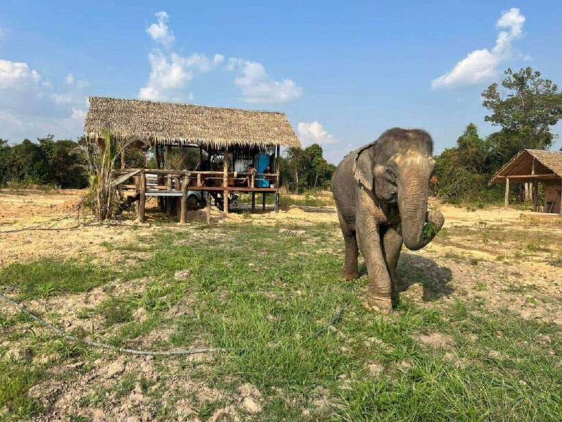 Cambodia Elephant Sanctuary Include Hotel Transfer Roundtrip - Getting there: Siem Reap pickup, AC car, and a focused 3.5-hour window