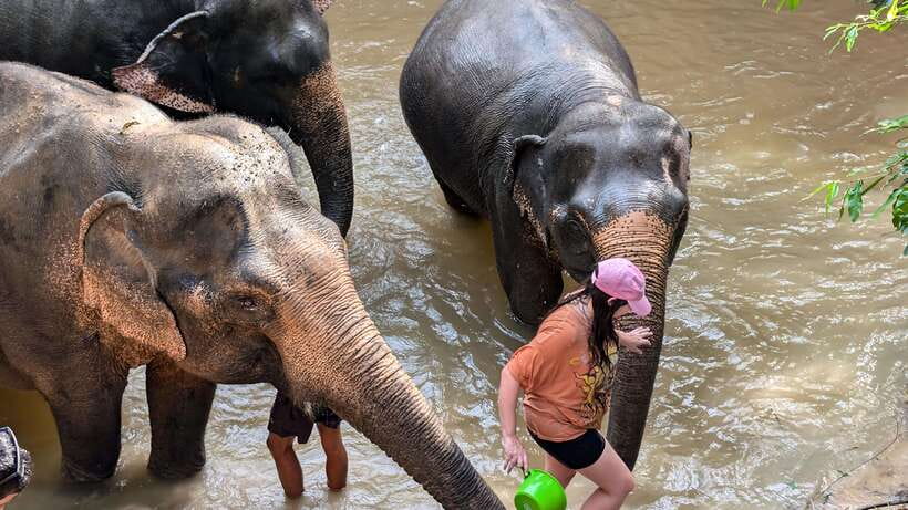 Cambodia Elephant Sanctuary Include Hotel Transfer Roundtrip - Walking with elephants: guided movement over random wandering