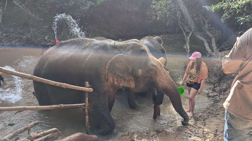 Cambodia Elephant Sanctuary Include Hotel Transfer Roundtrip - Muddy bath time: why this encounter feels so real