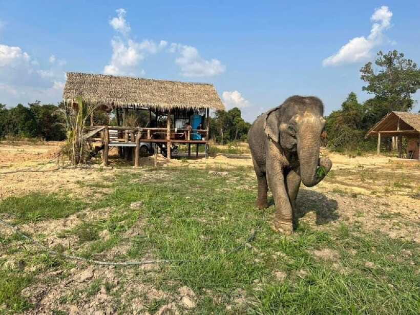 Cambodia Elephant Sanctuary Include Hotel Transfer Roundtrip - Quick practical tips before you go