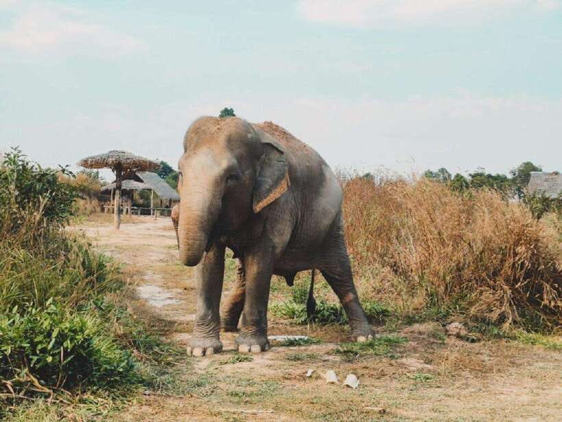 Cambodia Elephant Sanctuary Include Hotel Transfer Roundtrip - Elephant Cooking Activity: learning meal prep and why it matters