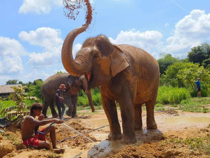 Elephant Sanctuary Cambodia, Pickup and drop off included - Refreshments, Wrap-Up, and What Your Entrance Fee Supports
