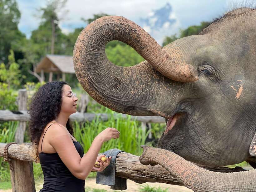 Elephant Sanctuary Cambodia, Pickup and drop off included - Meeting the Rescued Elephants and the Sanctuary Mission