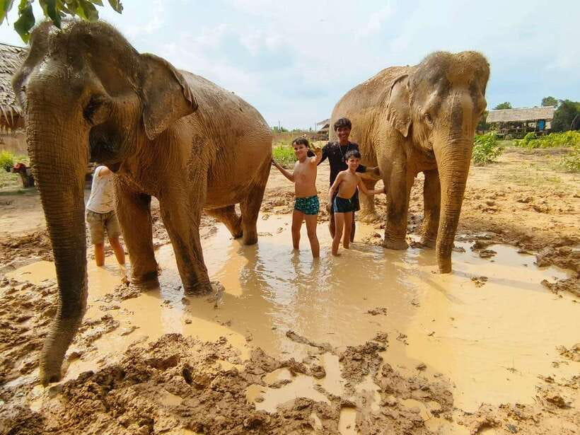 From Siem Reap: Elephant Sanctuary Experience with Transfers - Quick Hits From the Sanctuary