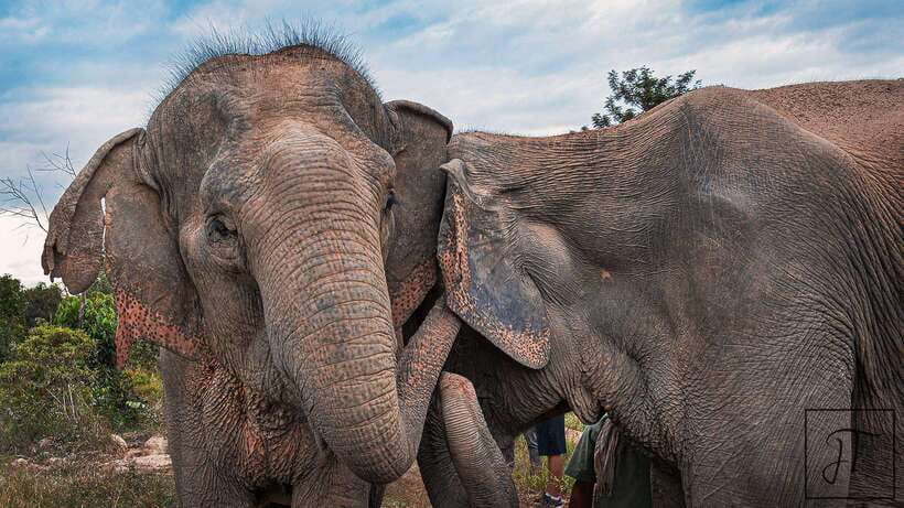 Kulen Elephant Forest Siem Reap in Small Group - Who should book this, and who should skip it