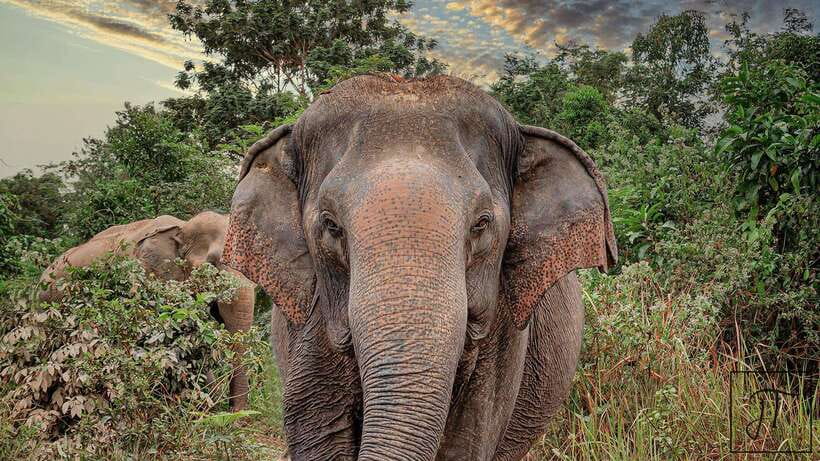 Kulen Elephant Forest Siem Reap in Small Group - The 1-hour drive that sets the tone before you meet the elephants