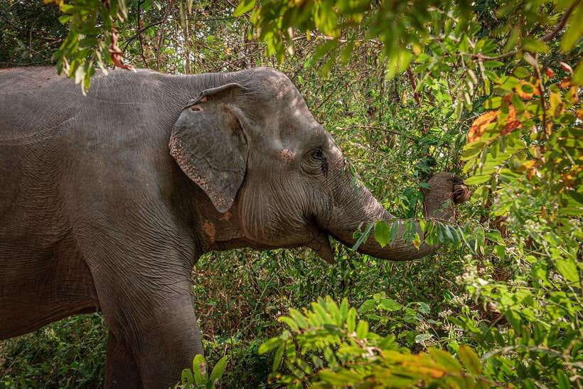 Kulen Elephant Forest Siem Reap in Small Group - The meet-and-feed moment: up close, but guide-led