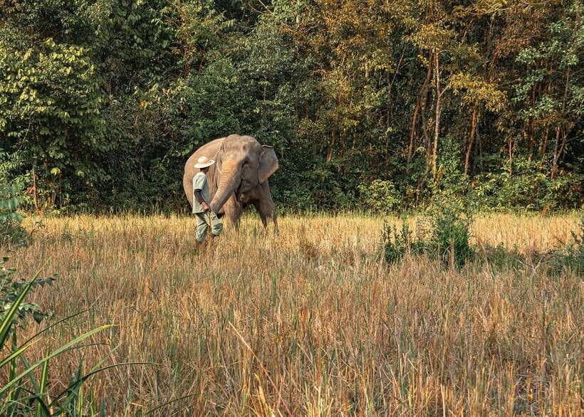 Kulen Elephant Forest Siem Reap in Small Group - Price and value: what $69 covers and why it adds up