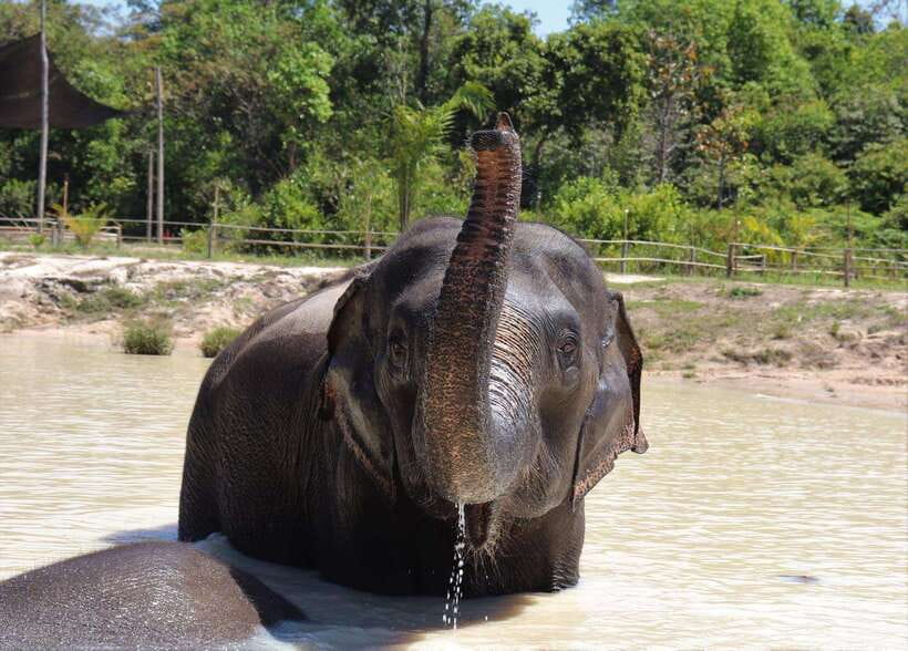 Kulen Elephant Forest Siem Reap in Small Group - Snack-making: where you stop watching and start learning