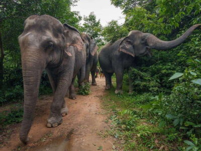 Kulen Elephant Forest Tour with Hotel Pick-up & Drop off - Reaching Kulen Elephant Forest camp: briefing and first close encounters