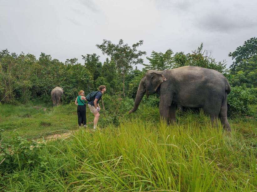 Kulen Elephant Forest Tour with Hotel Pick-up & Drop off - Price and value: $139, and what you’re paying for