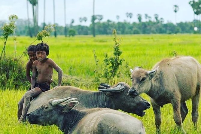 Morning Tour,Ak Phnom temple,Rice wine,Rice Paper, killing Field - Rice fields, village work, and bamboo sticky rice traditions