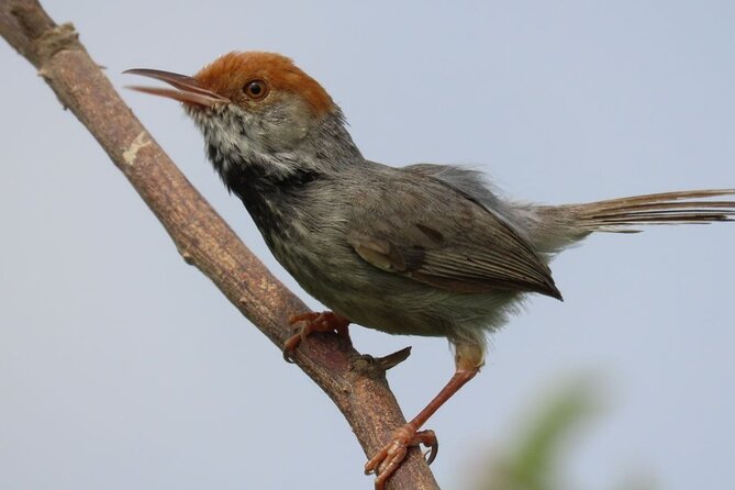 Phnom Penh Birding Experience and Brunch - Key highlights for birding in Phnom Penh