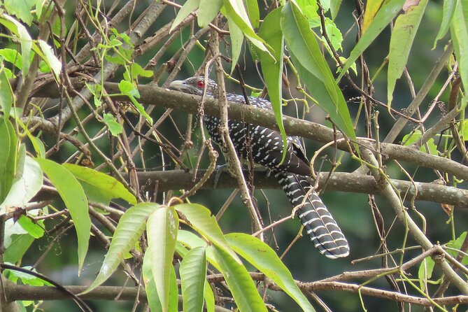 Phnom Penh Birding Experience and Brunch - Why sunrise Mekong wetlands birding beats city birdwatching