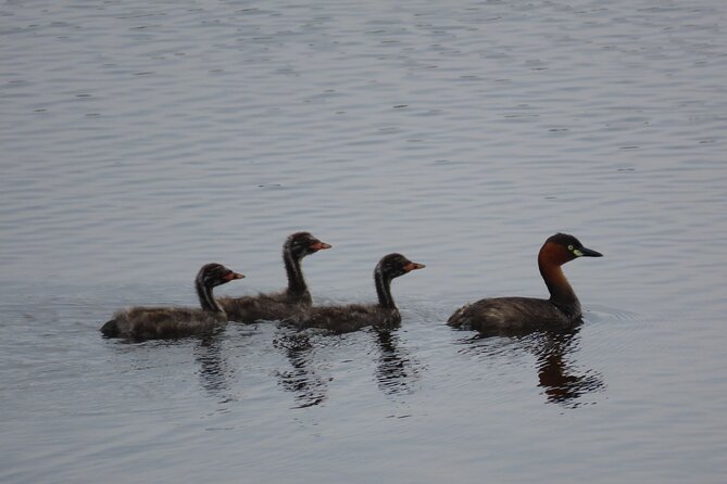 Phnom Penh Birding Experience and Brunch - Breakfast with coffee and lake views: fueling before the real bird work
