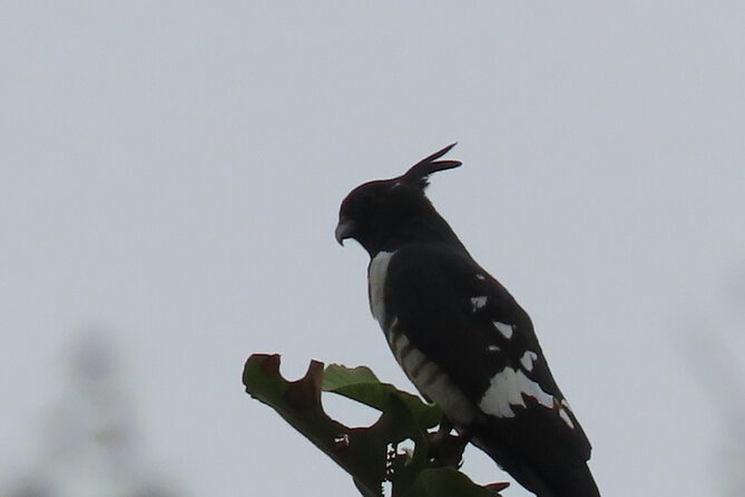 Phnom Penh Birding Experience and Brunch - Cambodian Tailorbird time: wetlands focus and what to look for