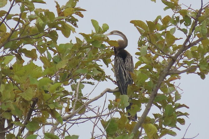 Phnom Penh Birding Experience and Brunch - Transportation, binoculars, and what’s actually included