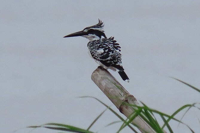 Phnom Penh Birding Experience and Brunch - Who should book this Phnom Penh Birding + Brunch tour