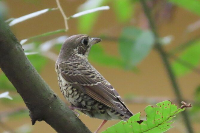 Phnom Penh Birding Experience and Brunch - Getting there: Areyksat ferry dock, early pickup, and a calmer start