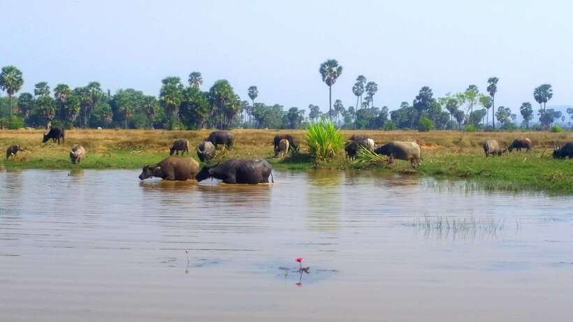 Siem Reap: 6-Hour Easy Rider Motorbike Tour - Pagodas and market stops: how rural life shows up in small moments