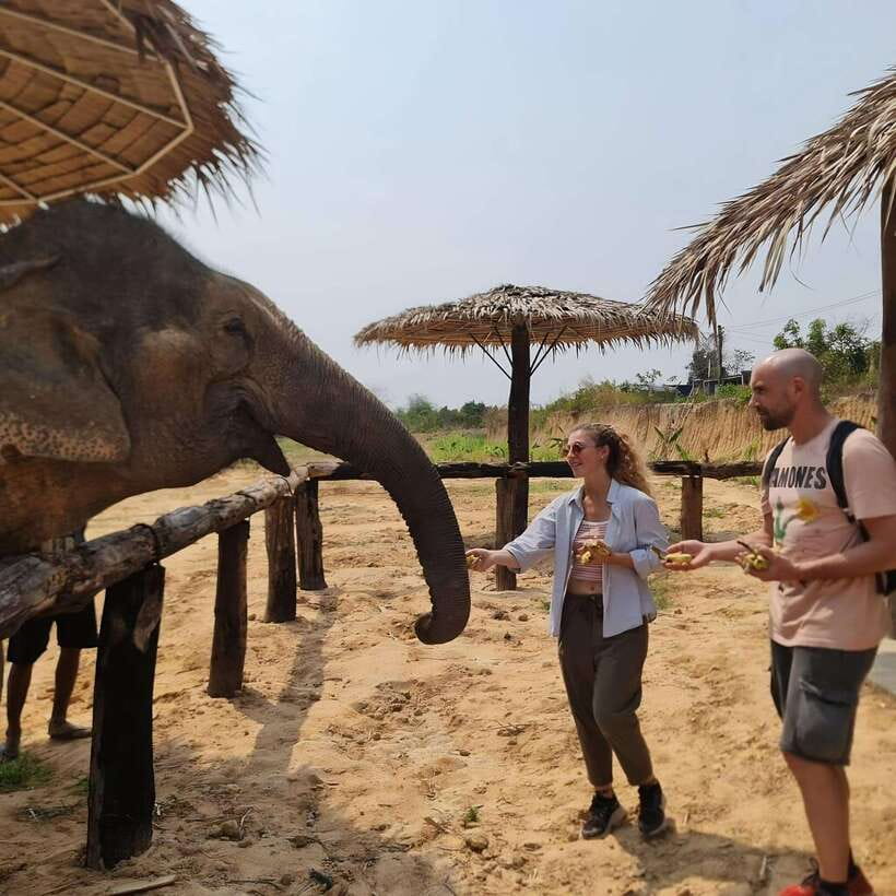 Siem Reap: Elephant Sanctuary Included Hotel Pickup Drop-off - From Krong Siem Reap to the Sanctuary: Time, Pickup, and Realistic Expectations
