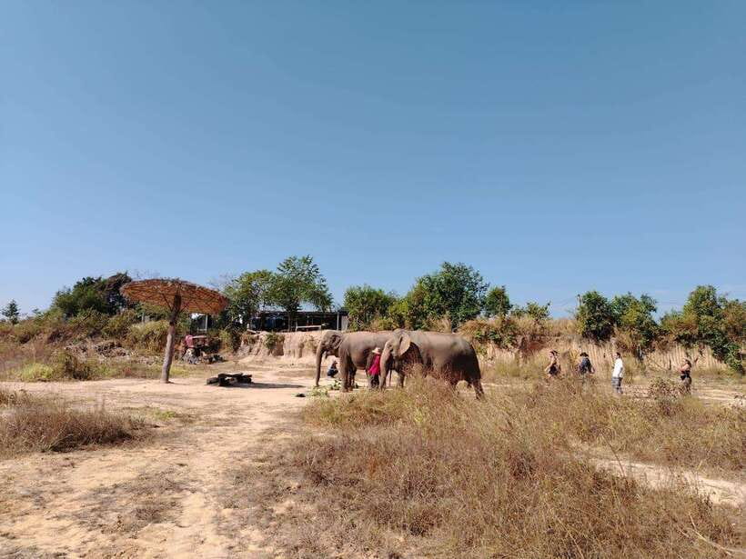 Siem Reap: Elephants & Apopo Rat Demining Private Trip - Key highlights worth planning around