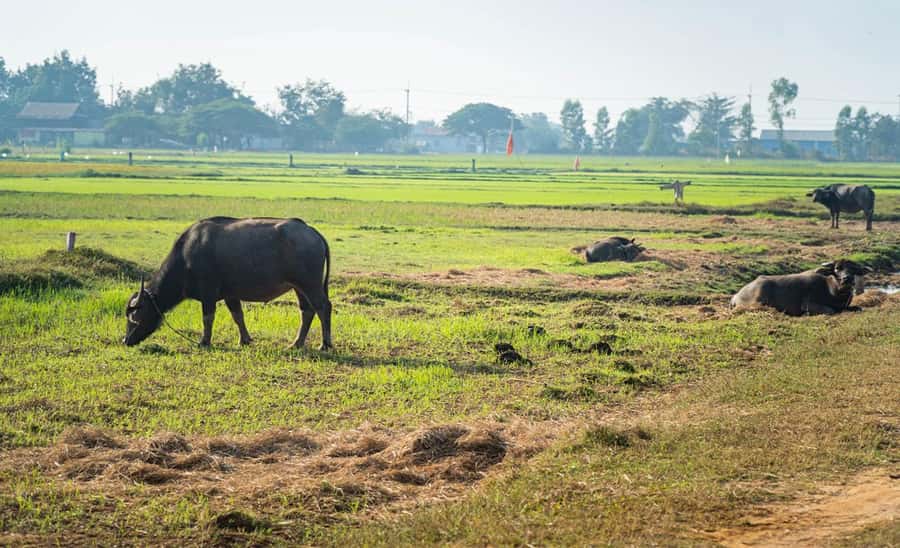 Siem Reap: Guided Countryside Bike Tour - The Bikes and Safety: How They Keep It Feeling Easy