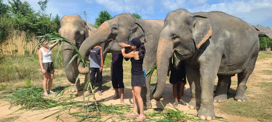 Siem Reap: Kulen Elephant Forest Guided Tour - Kulen Elephant Forest near Siem Reap: what makes this day work