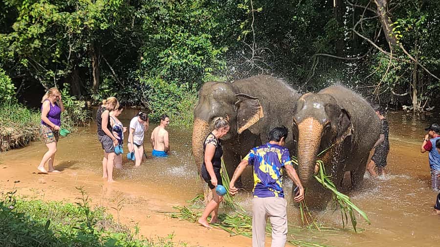 Siem Reap: Kulen Elephant Forest Guided Tour - Feeding handmade snacks: the close-up moment (and how to do it calmly)