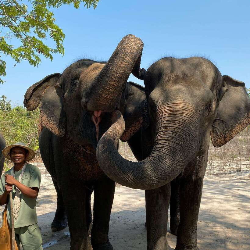 Siem Reap: Kulen Elephant Forest & Tonlesap Lake - Kulen Elephant Forest: Why This Elephant Day Feels About Care, Not Tricks