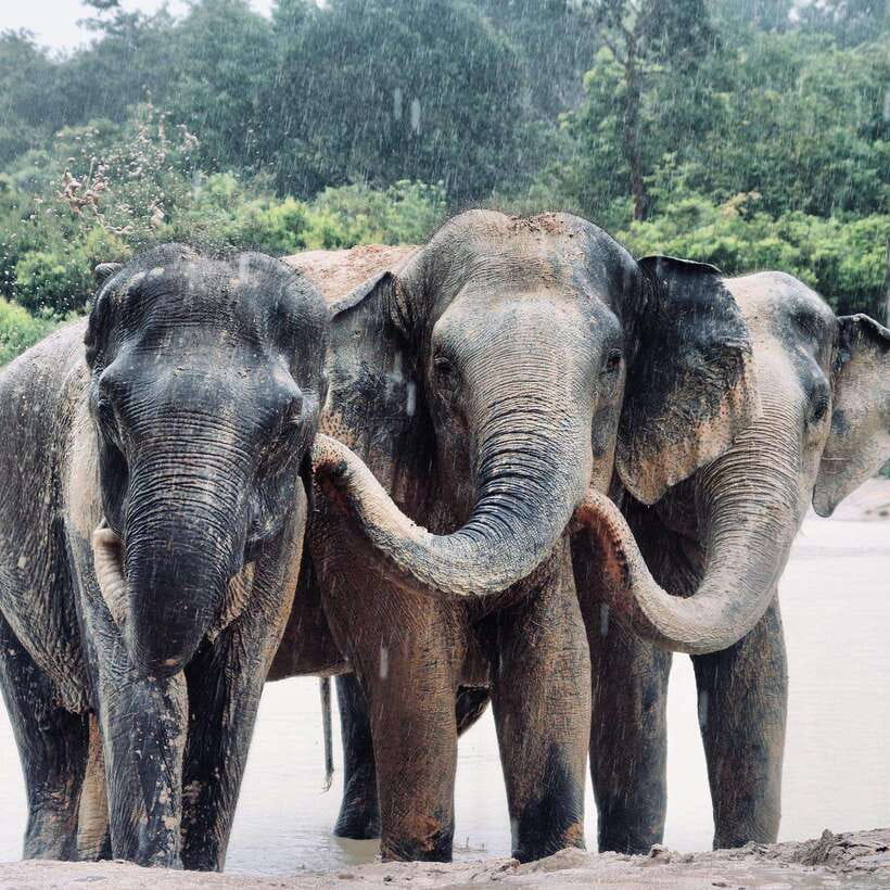 Siem Reap: Kulen Elephant Forest & Tonlesap Lake - The 2-Kilometer Jungle Trek and Waterfall Chances at Kulen