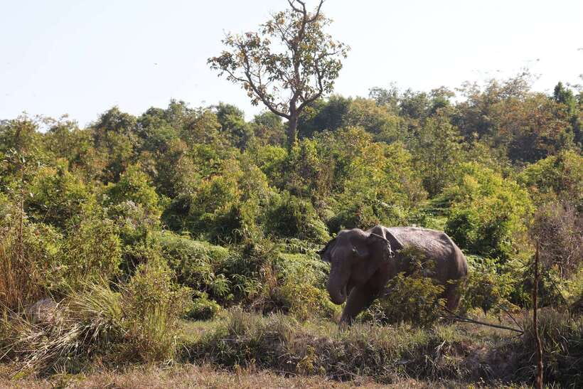 Siem Reap: Kulen Elephant Forest & Tonlesap Lake - Price and Value at $217: When This Day Trip Feels Worth It