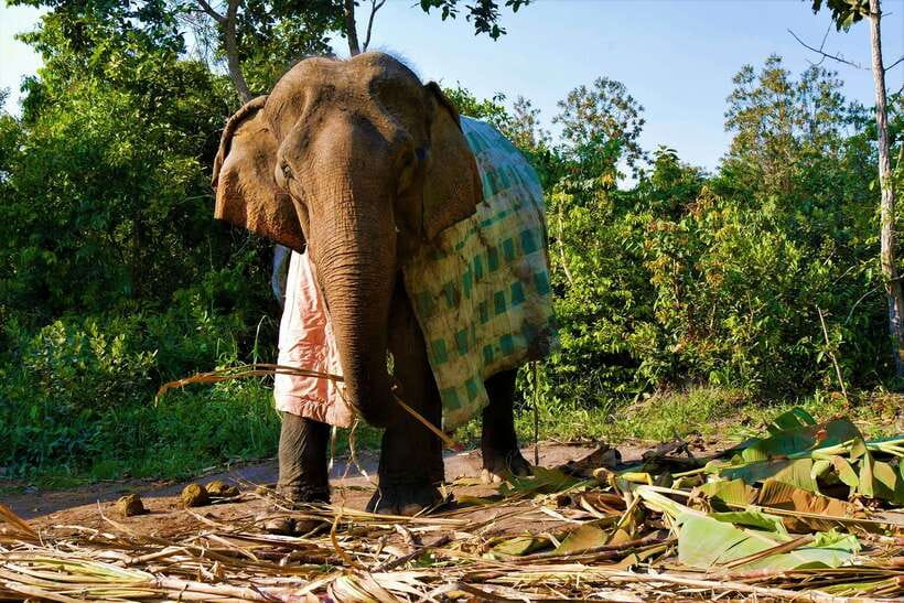 Siem Reap: Kulen Elephant Forest & Tonlesap Lake - Who Should Book, and Who Might Skip It
