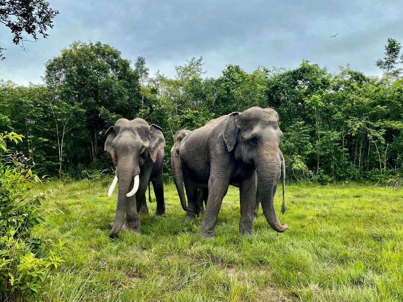 Siem Reap: Kulen Elephant Forest & Tonlesap Lake - Walking with Elephants: Close Contact, Guided Etiquette, and Real Stories
