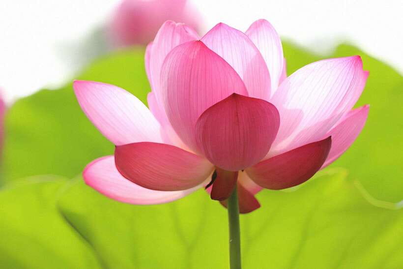 Siem Reap Lotus Silk Farm Discovery tour & Lake experience - From Angkor crowds to pink calm in 2.5 hours
