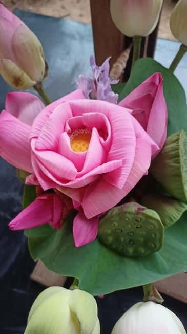Siem Reap: Lotus Silk Farm- Tour, Lake & Masterclass - Key moments worth marking on your calendar