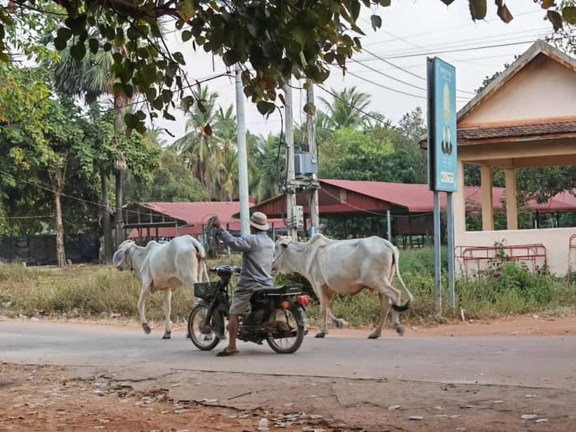 Siem Reap: Monk Blessings and Village Life Scooter Tour - Should you book this tour?
