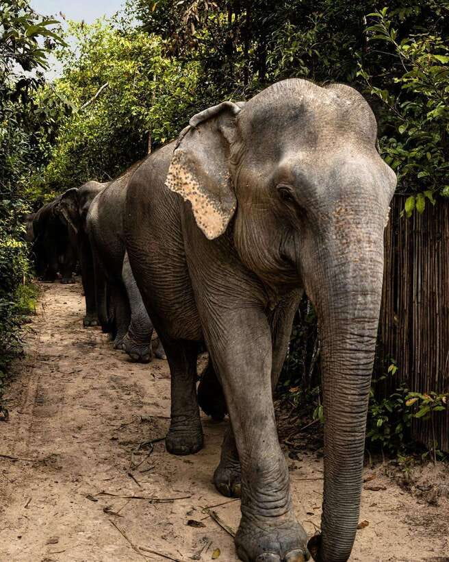 Siem Reap: Small Group Tour of Kulen Elephant Forest - Feeding elephants with handmade snacks: up close, but controlled