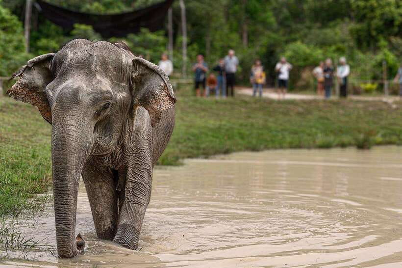 Siem Reap: Small Group Tour of Kulen Elephant Forest - Price and value: is $96 a fair deal?