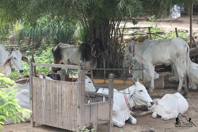 Silk Island & countryside of Phnom Penh by Tuk Tuk - Khmer lunch or dinner by the river: what to expect (and how to enjoy it)